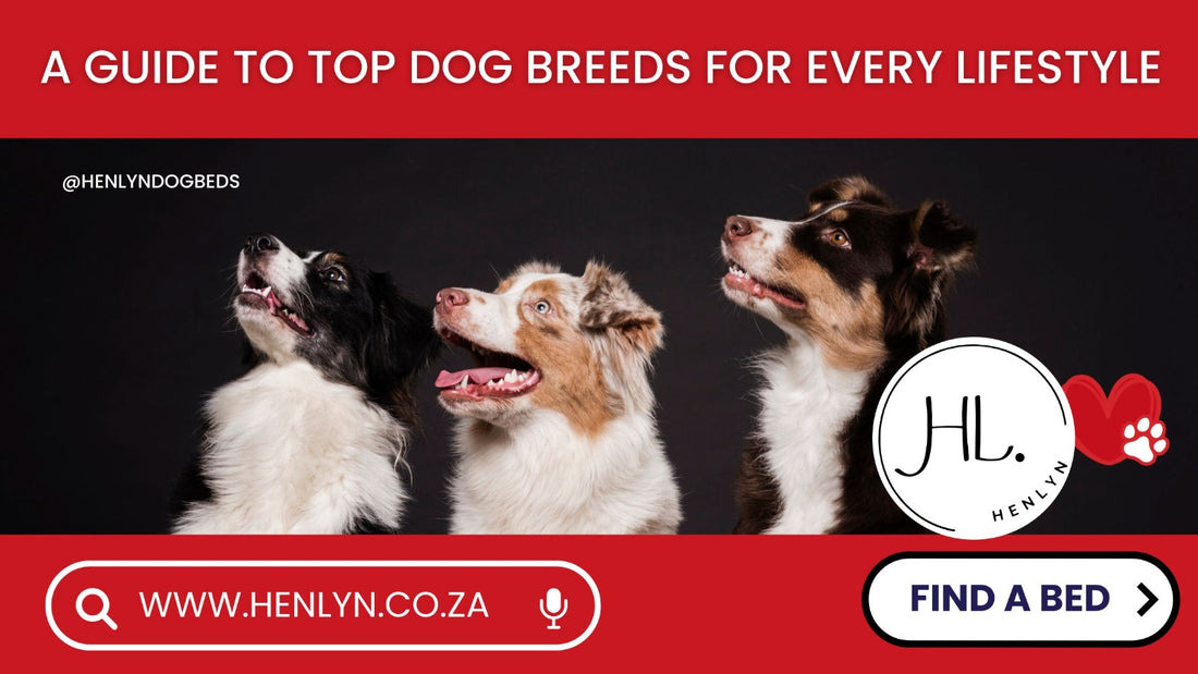 guide to Top Dog Breeds