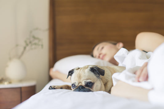 The Importance of a Suitable Bed for Your Fur Baby